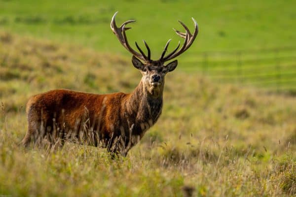 Raby Castle County Durham | One of England's Finest Medieval Castles