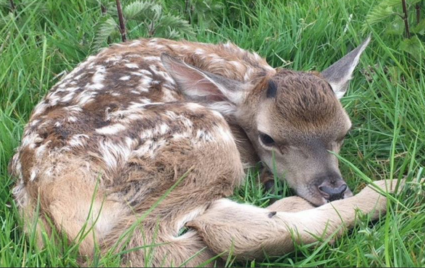 Keep a safe distance from the baby deer - Raby Estates