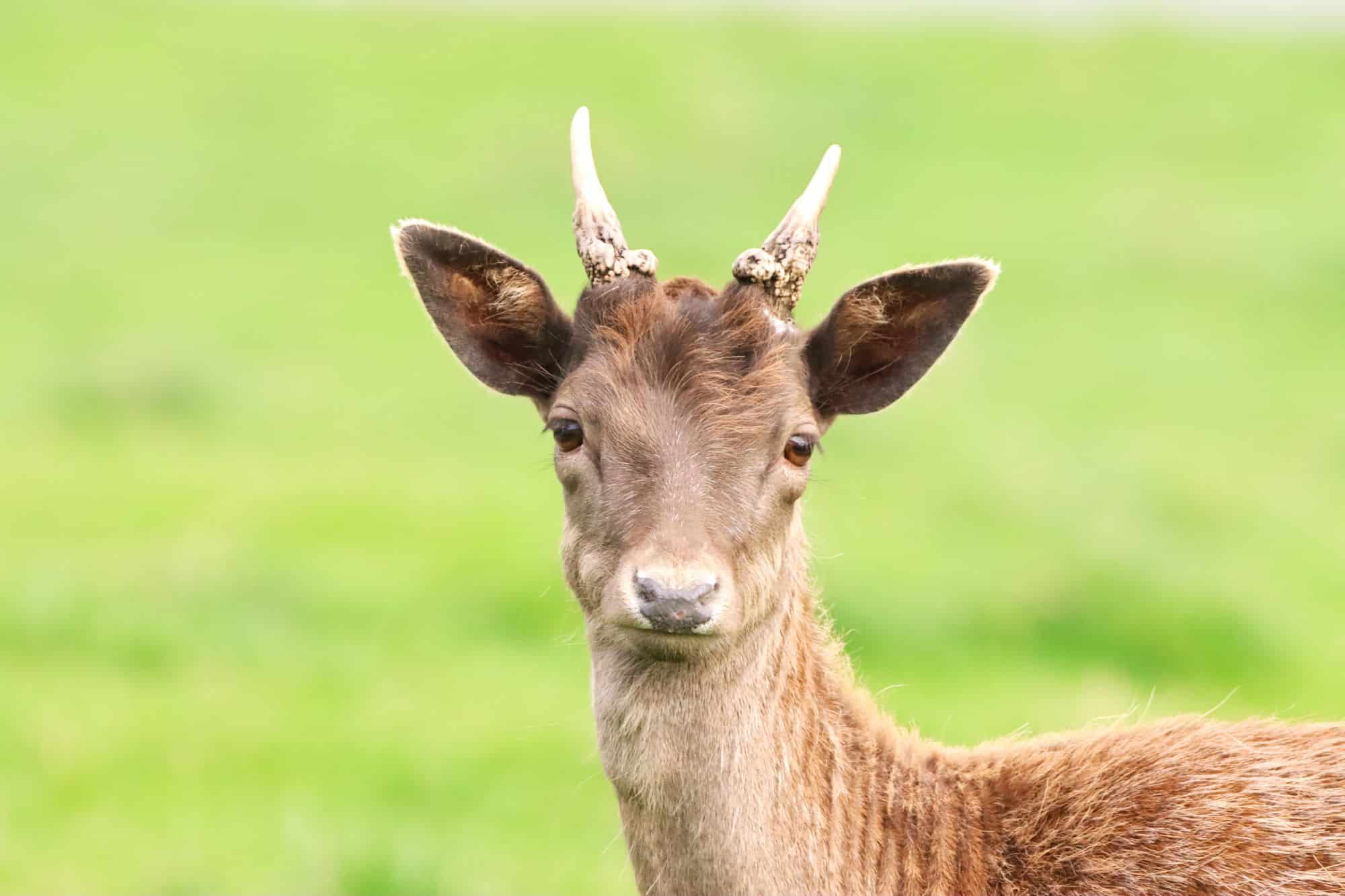 A Yearly Insight into the Raby Deer Herd Census - Raby Estates